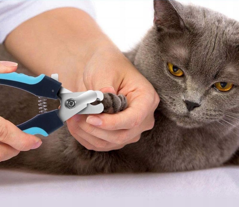 Стрижка когтей у кошек