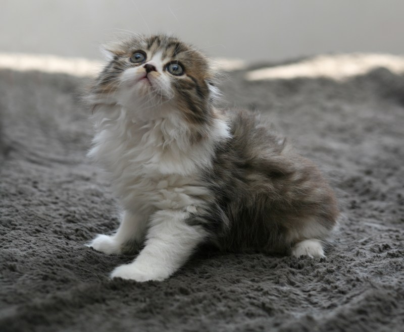 Скоттиш фолд пушистый котёнок