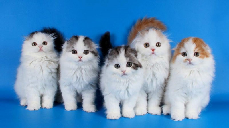 Котята породы хайленд фолд