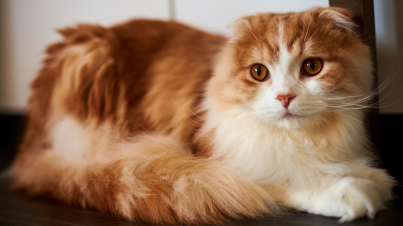 Скоттиш хайленд фолд рыжий
