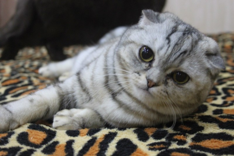 Британский вислоухий кот