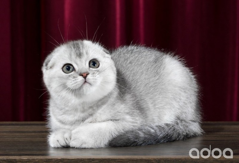 Скоттиш фолд табби