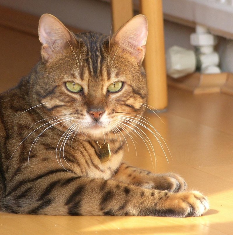 Красивый домашний кот