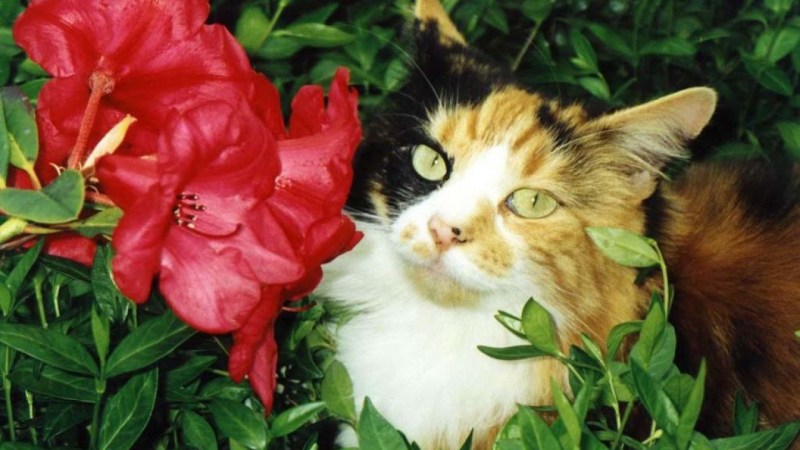 Смешной кот в цветах