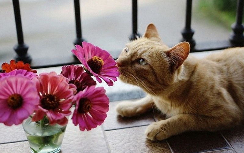 Котик нюхает цветочек