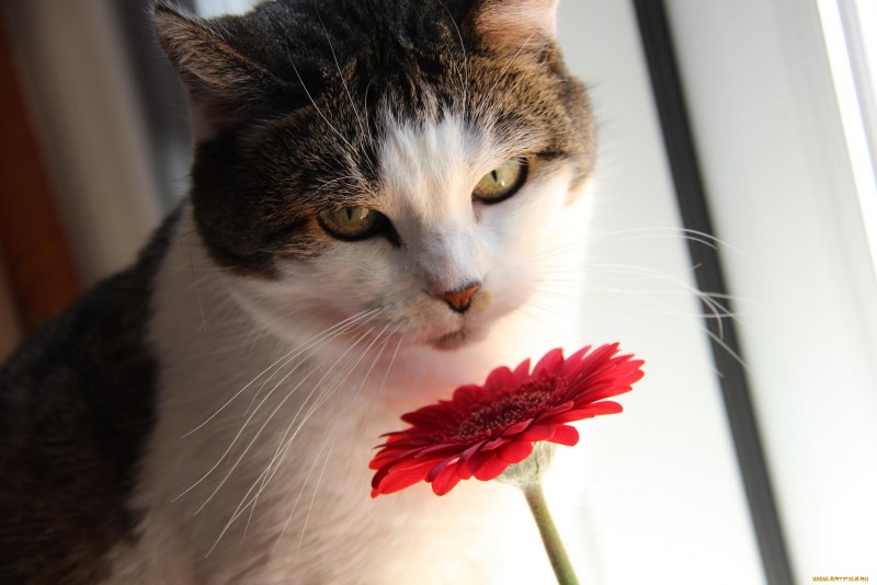Коты с цветами
