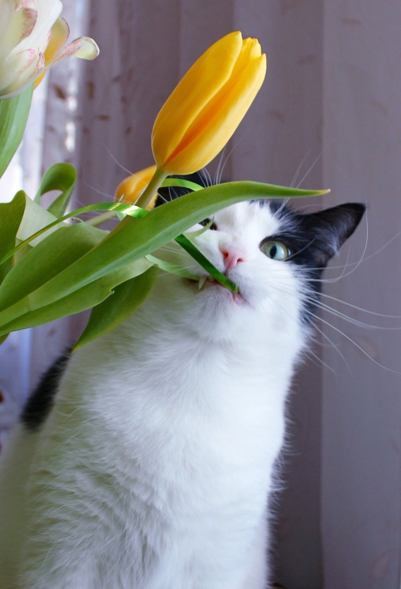 Кот с тюльпанами