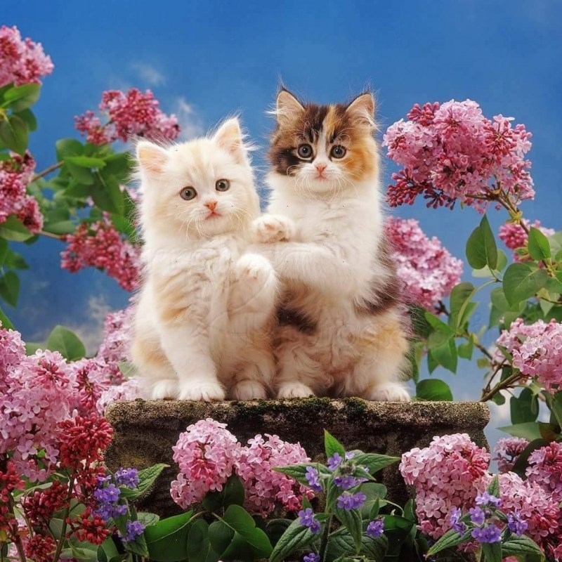 Котенок с цветочком