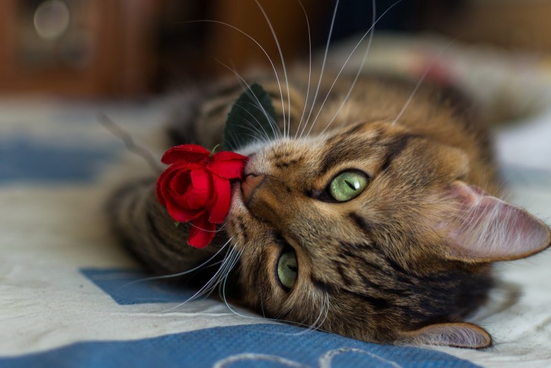Красивые котики