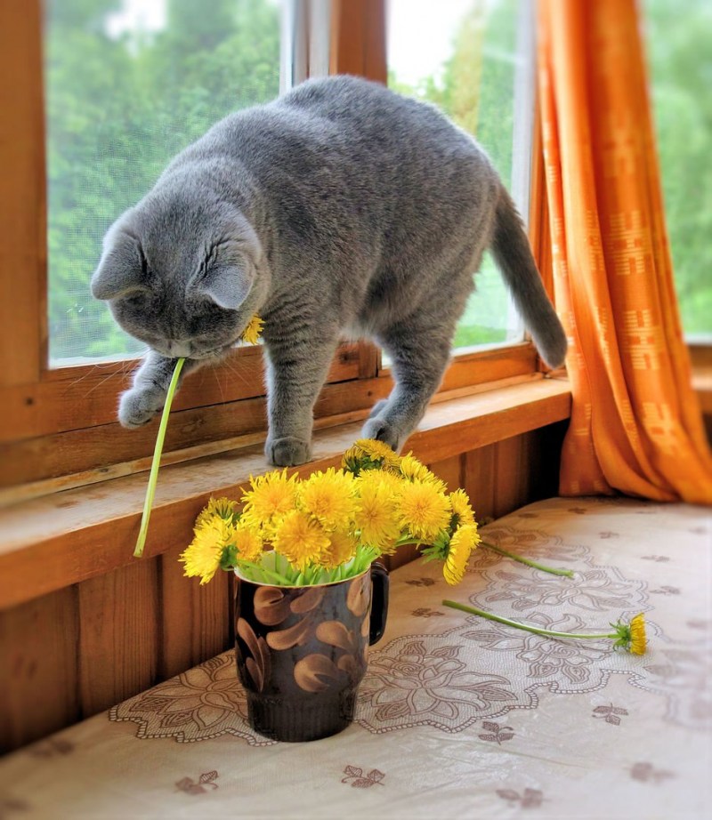Цветок и кошка на окне