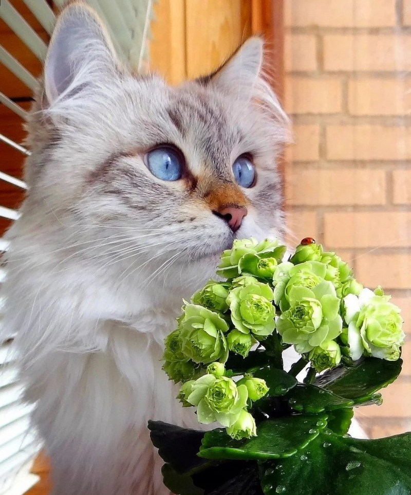 Котенок с цветами