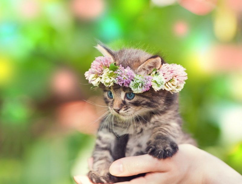 Котенок в цветах