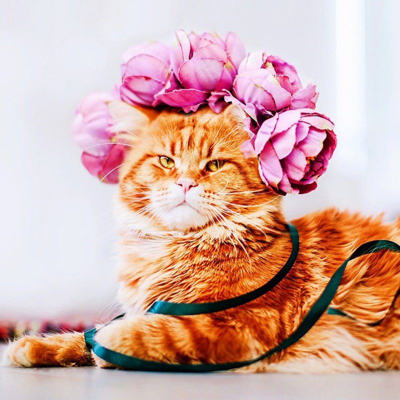Рыжий котик в цветах