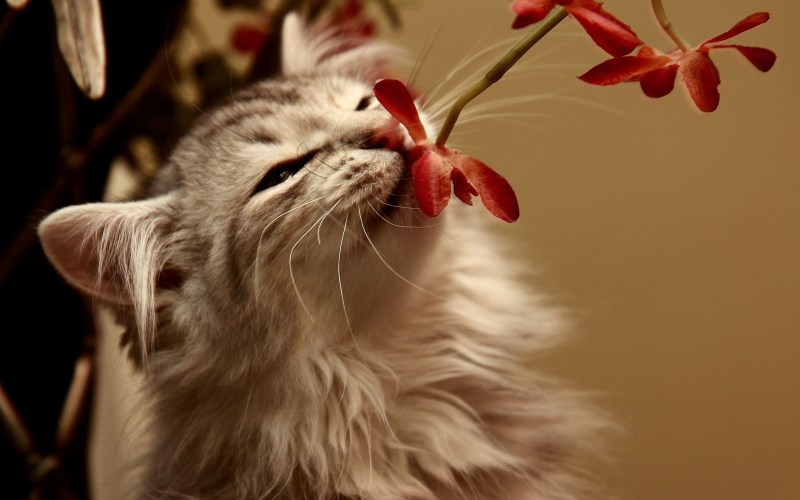 Кошка нюхает