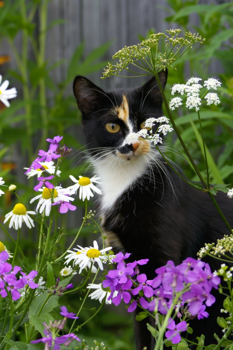 Котик с цветочком