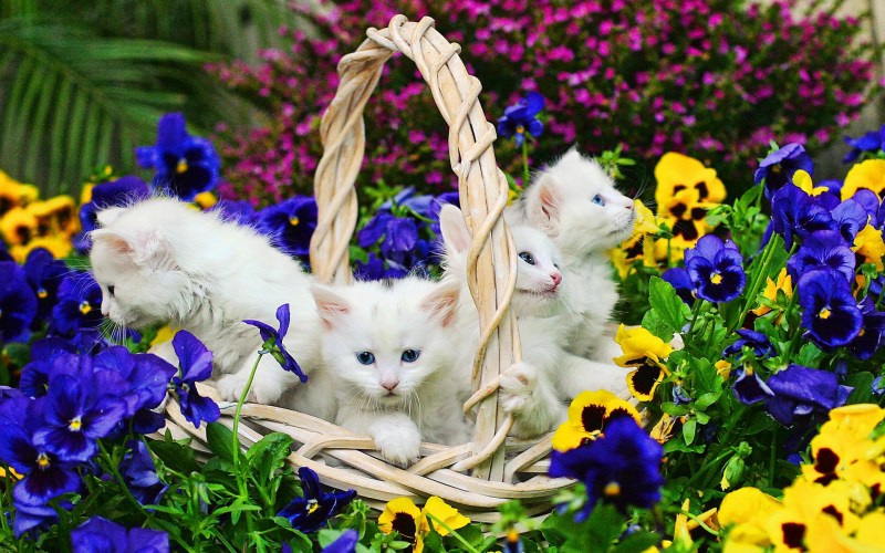 Котенок в цветах