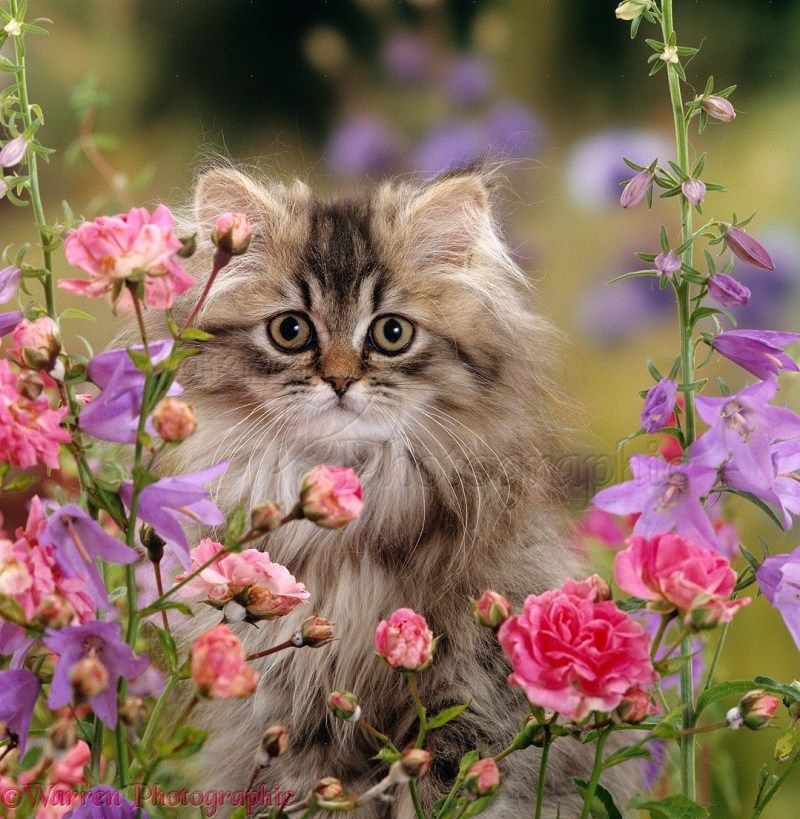 Кошечка в цветах
