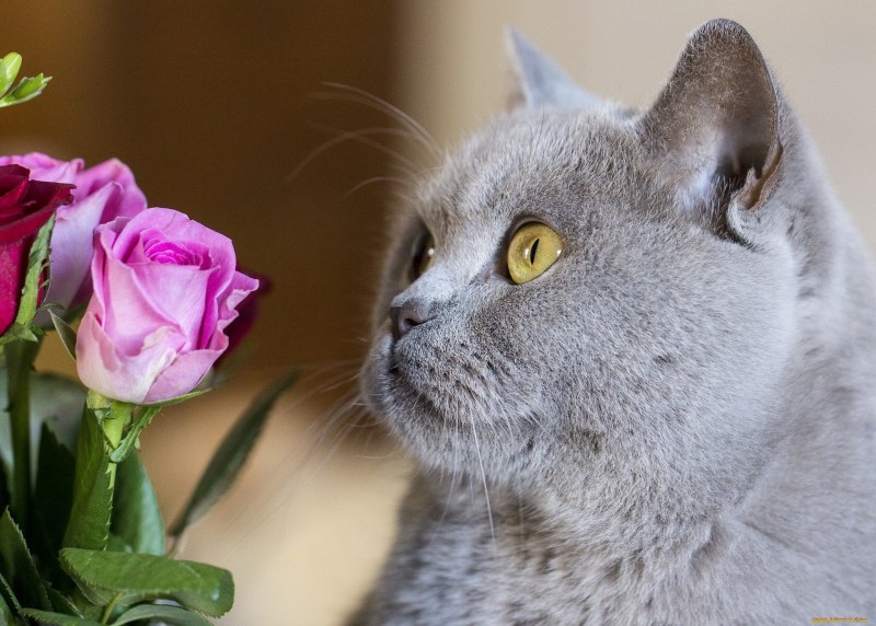 Кошечка с цветами
