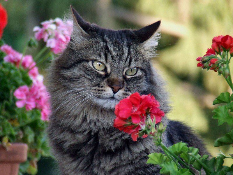 Кот и комнатные цветы