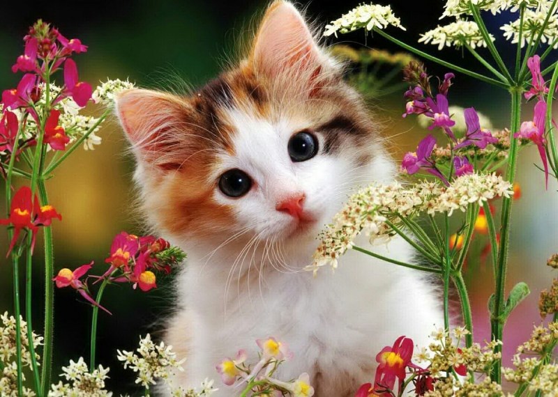 Котёнок с цветком