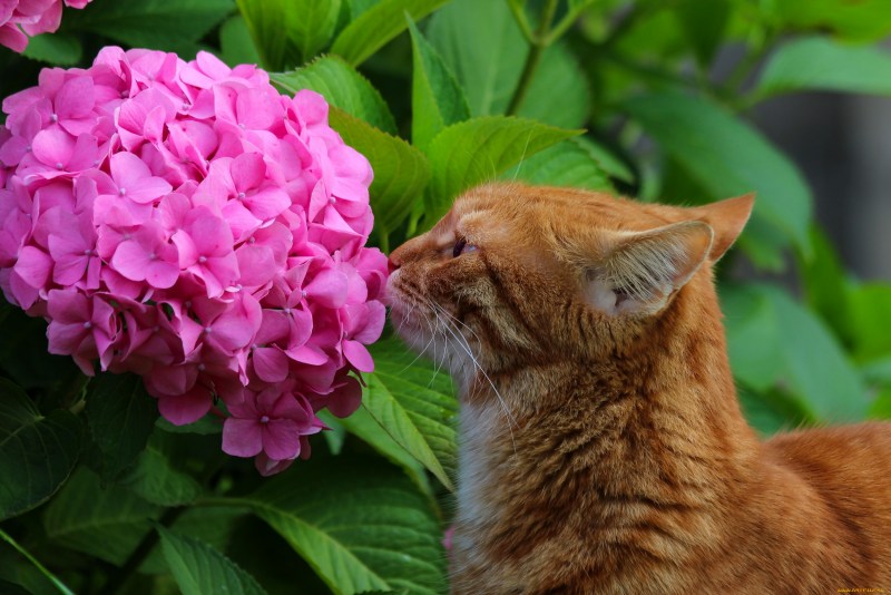 Кот в цветах