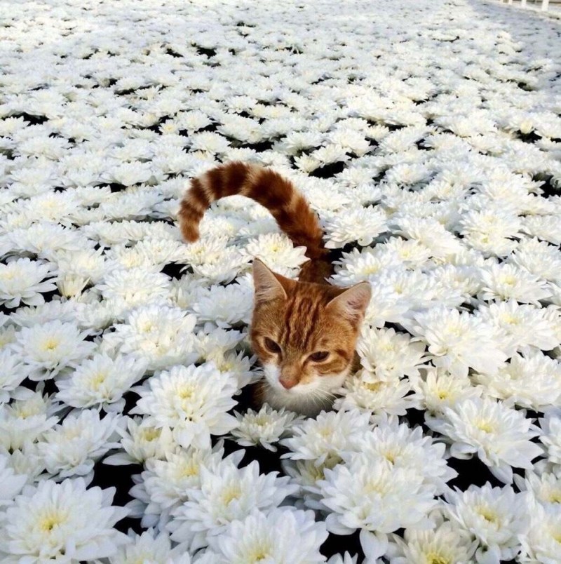 Кот в цветах
