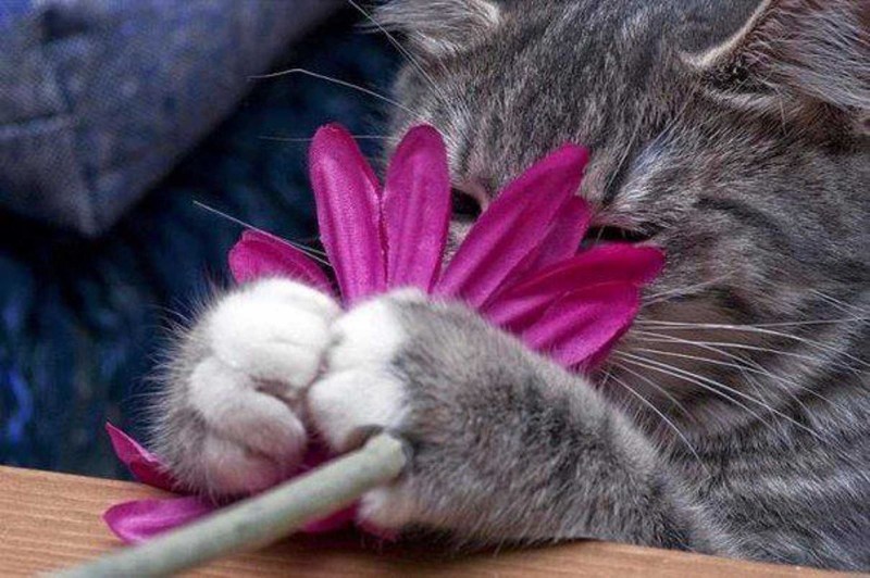 Кошка нюхает цветы