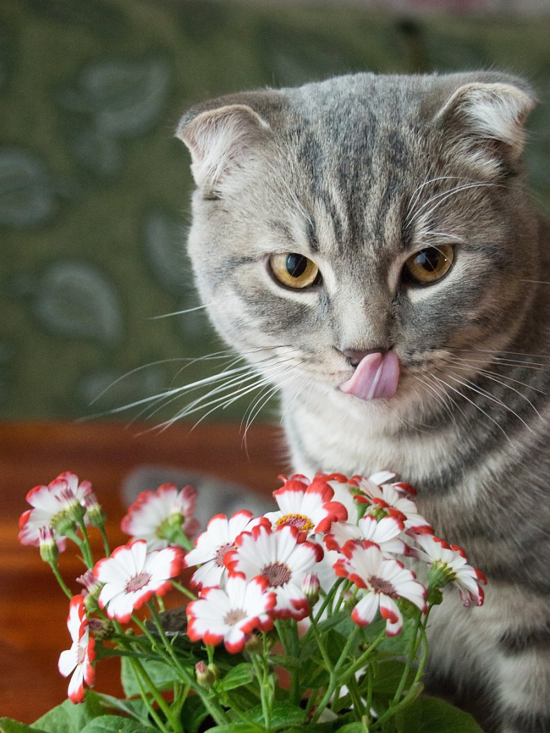 Кошечка с цветами