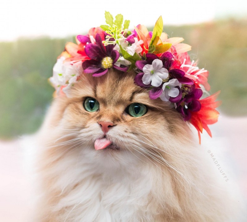 Елена Малинкина