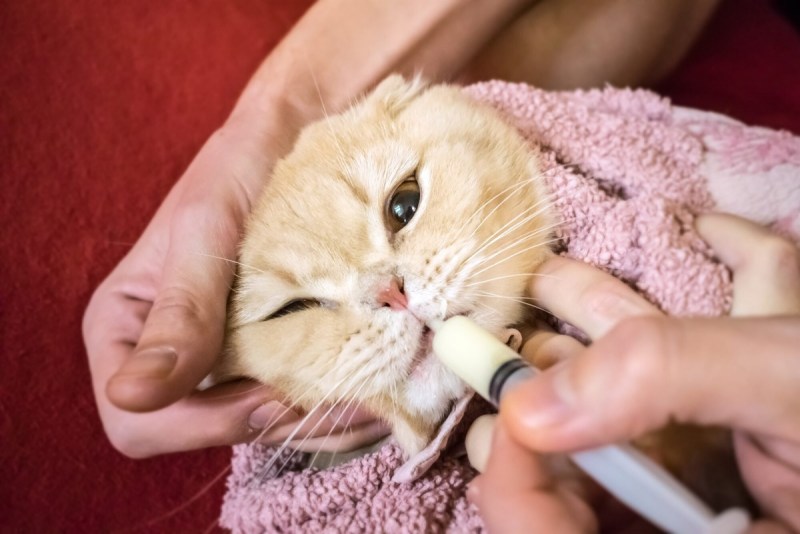 Бронхиальная астма у кошек