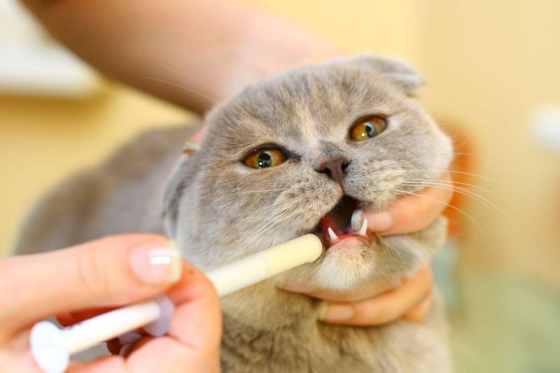 Кошка с рыжим носом