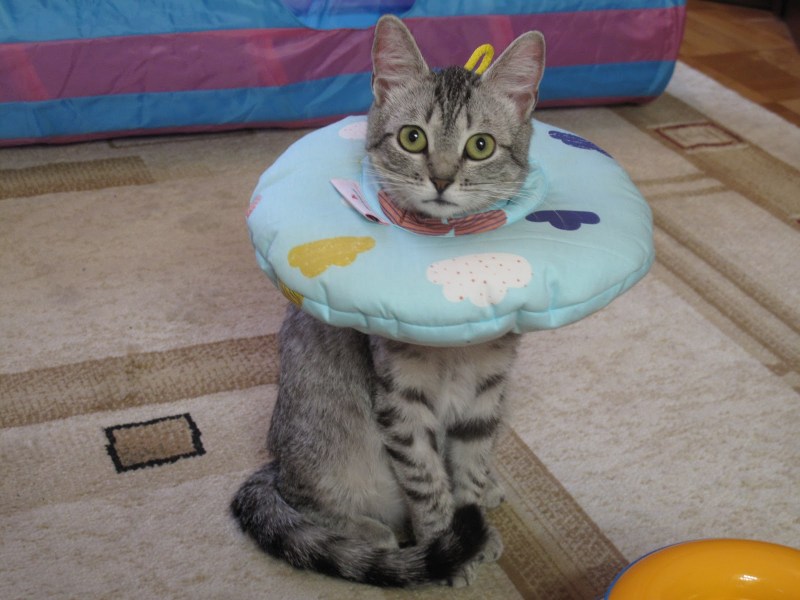 Воротник для котенка