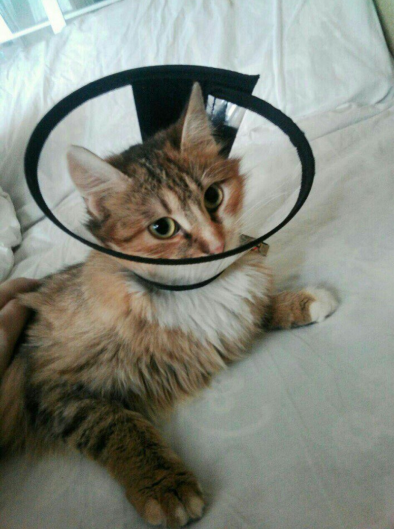 Бандаж на шею для кошек