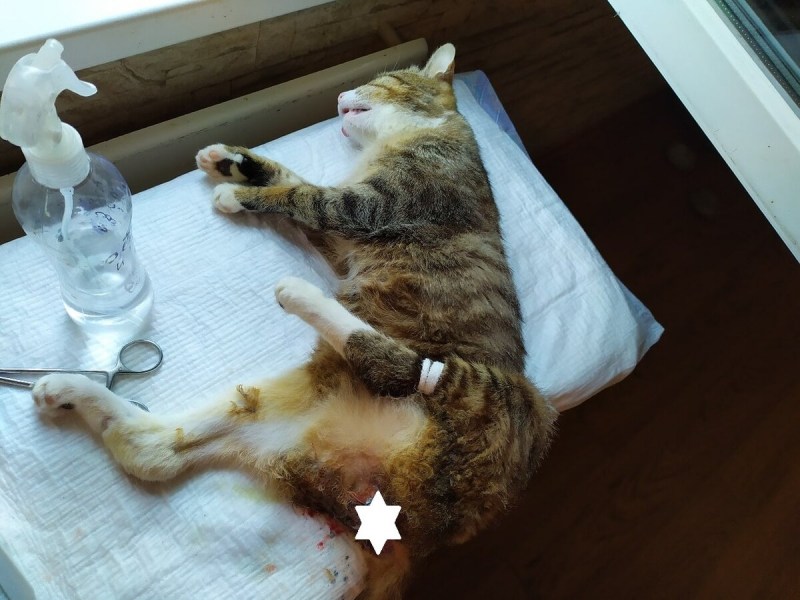 Tractive GPS Cat Tracker