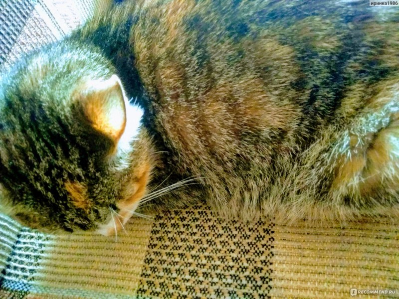 Попонки для котят самые маленькие