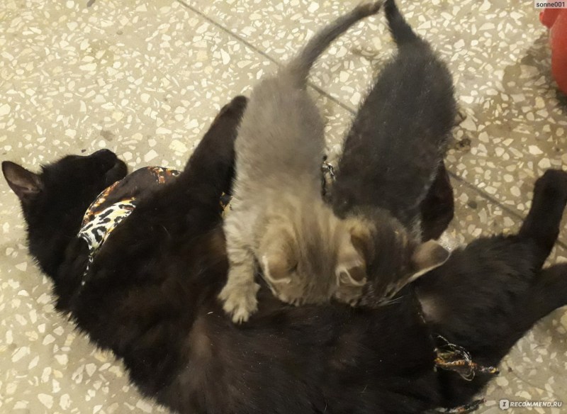 Повязки для кошек на шею
