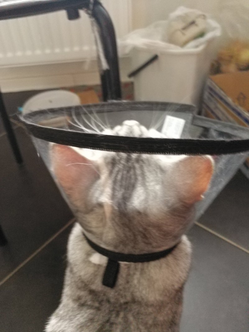 Воротник для кота