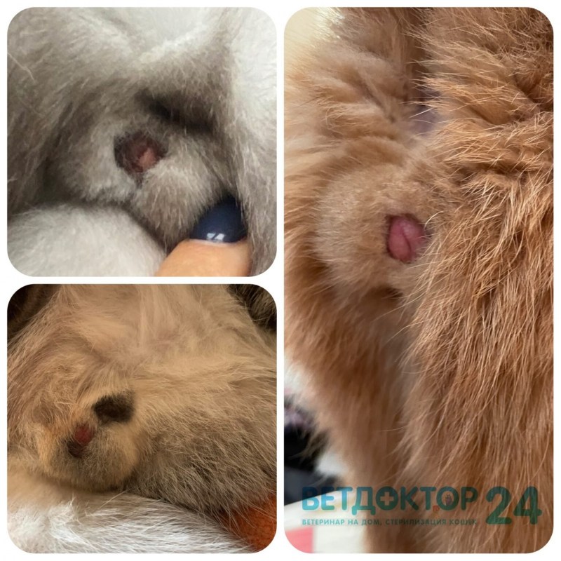Воротник для кота