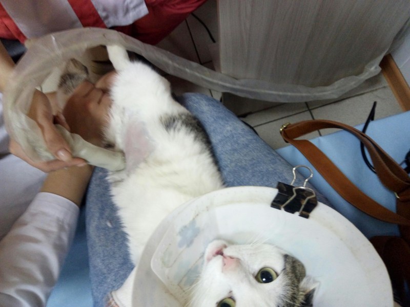 Стерилизация кошек бандаж
