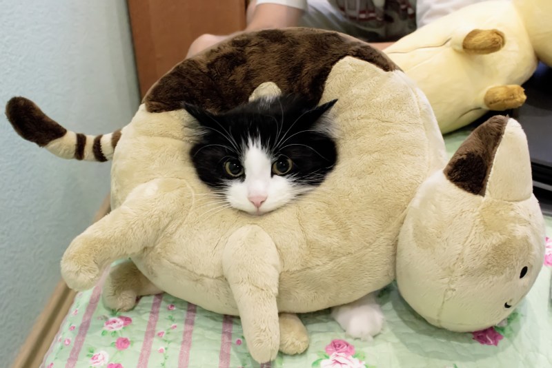 Кошку зовут Кокос