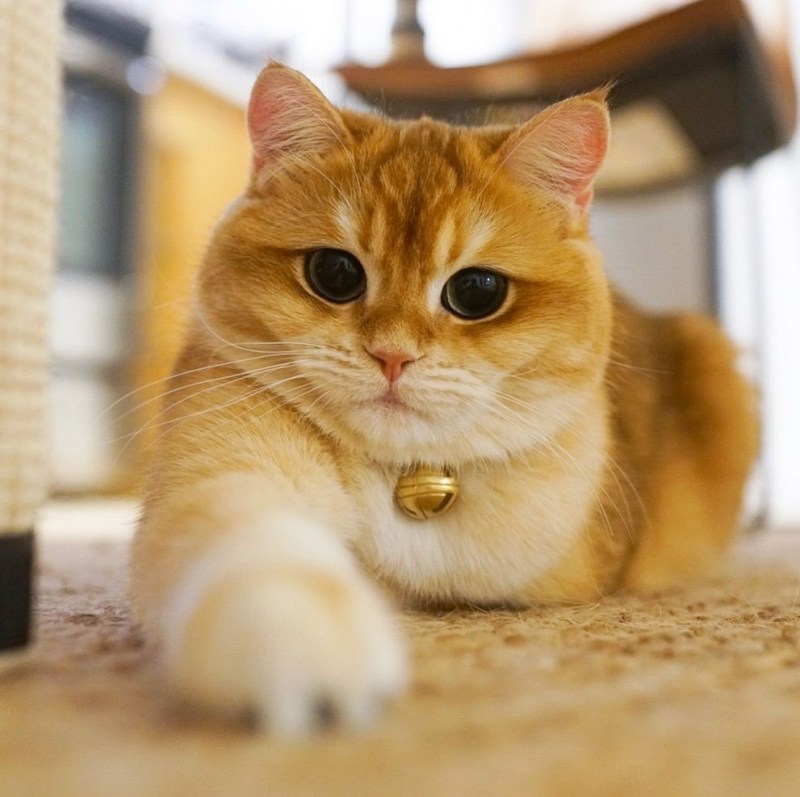 Самый милый кот