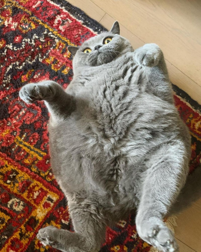 Овальный кот