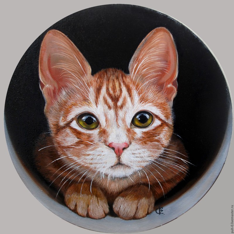 Кот в круглой рамке