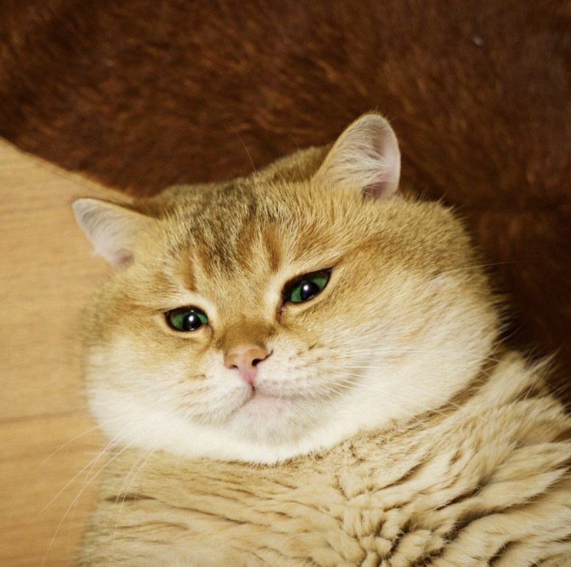 Рыжий кот чудо кот