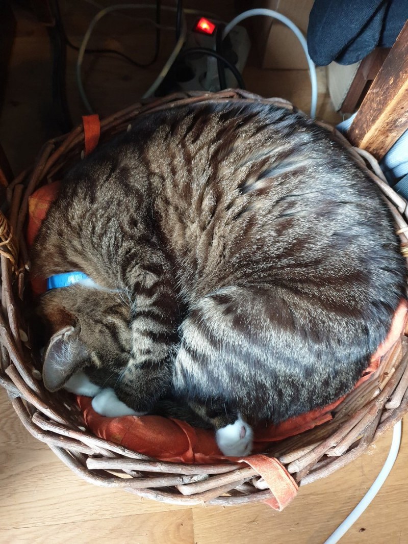 Овальный кот