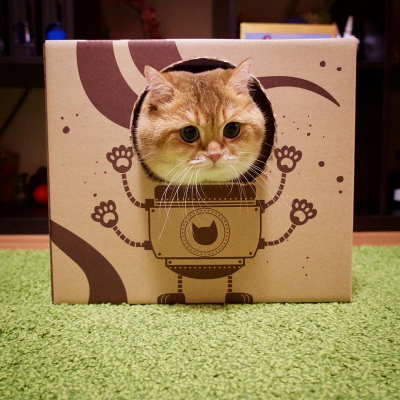 Коты в коробках