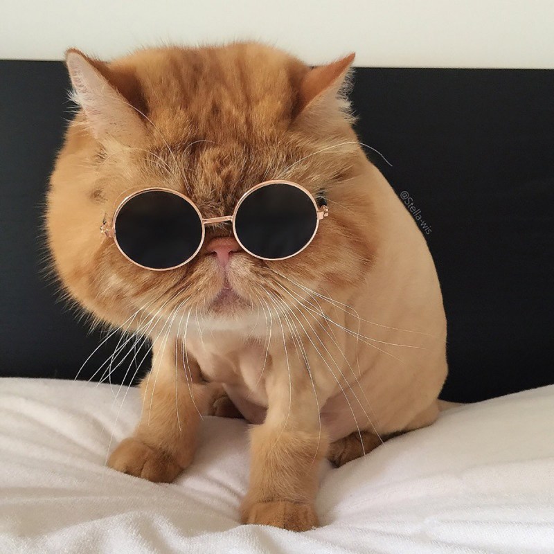 Смешной кот в очках