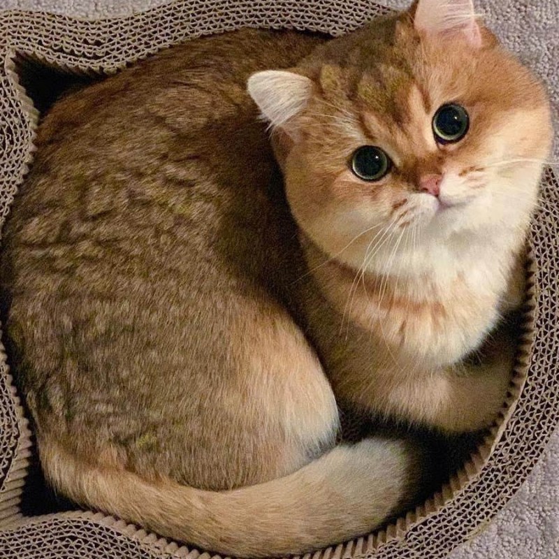 Британская шиншилла Хосико
