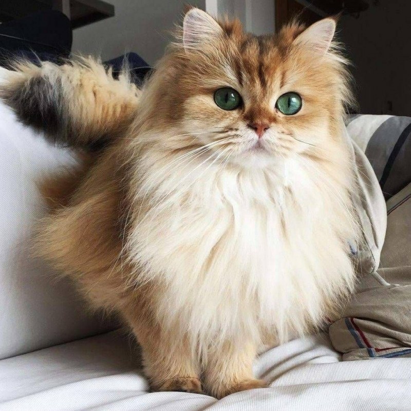 Британская длинношерстная кошка хайлендер