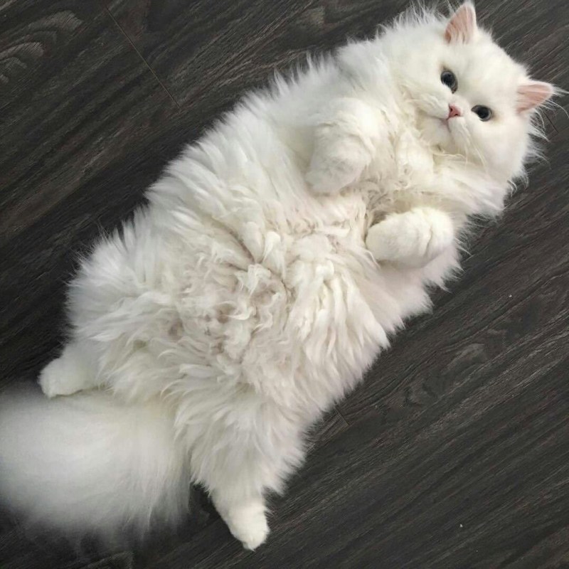 Белая пушистая кошка